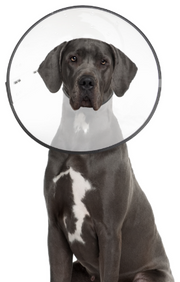 ZenPet Plastic E Collar XLarge