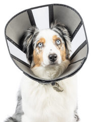 ZenPet Soft Recovery Cone Small