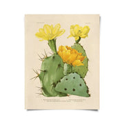 Vintage Botanical Cactus 28