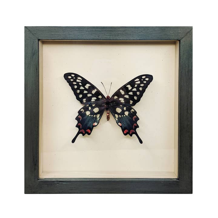 Butterfly Globes