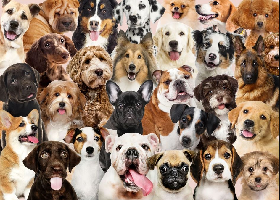 Puzzle 1000 Piece All The Dogs by Homeportonline