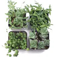Succulents & Cacti