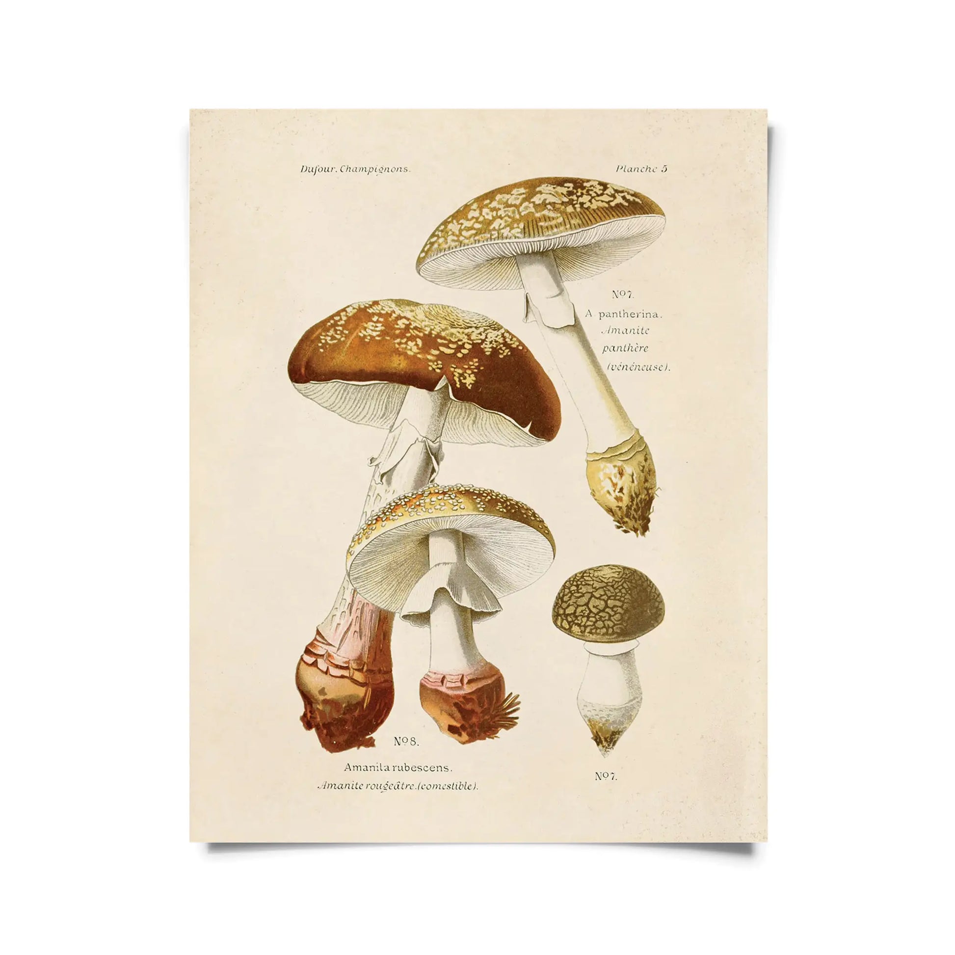 Vintage Blusher Mushroom Print by Wild Lark