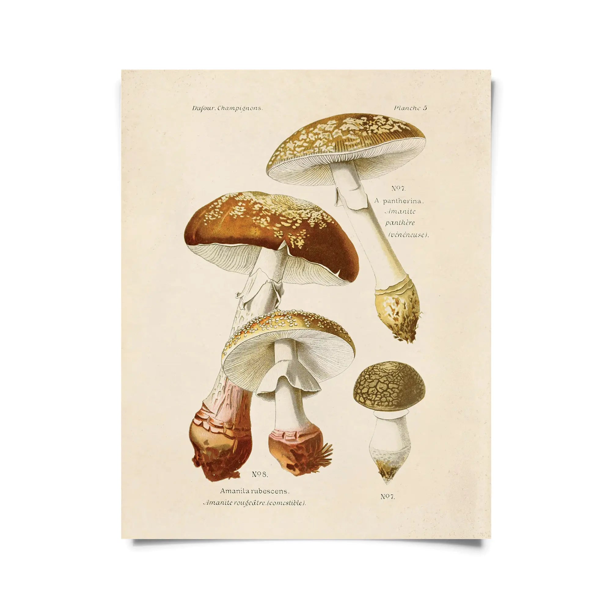 Vintage Blusher Mushroom Print by Wild Lark