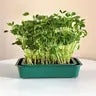 Microgreens Seeds