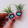 Air Plant + Mini Planter