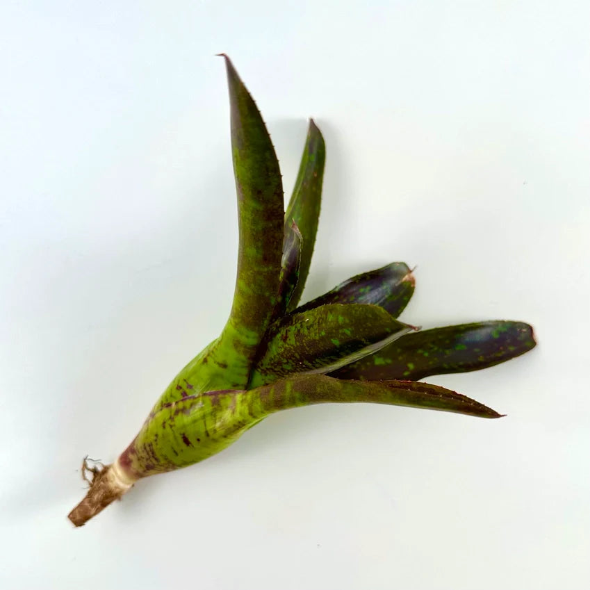 Air Plants