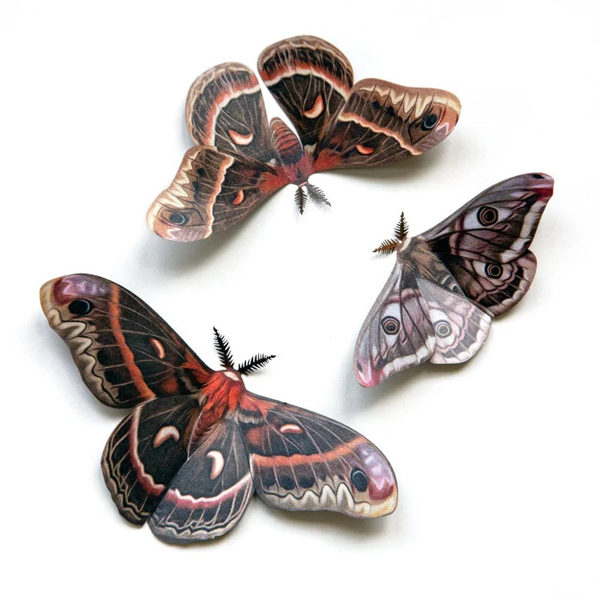 Fine Paper Specimens