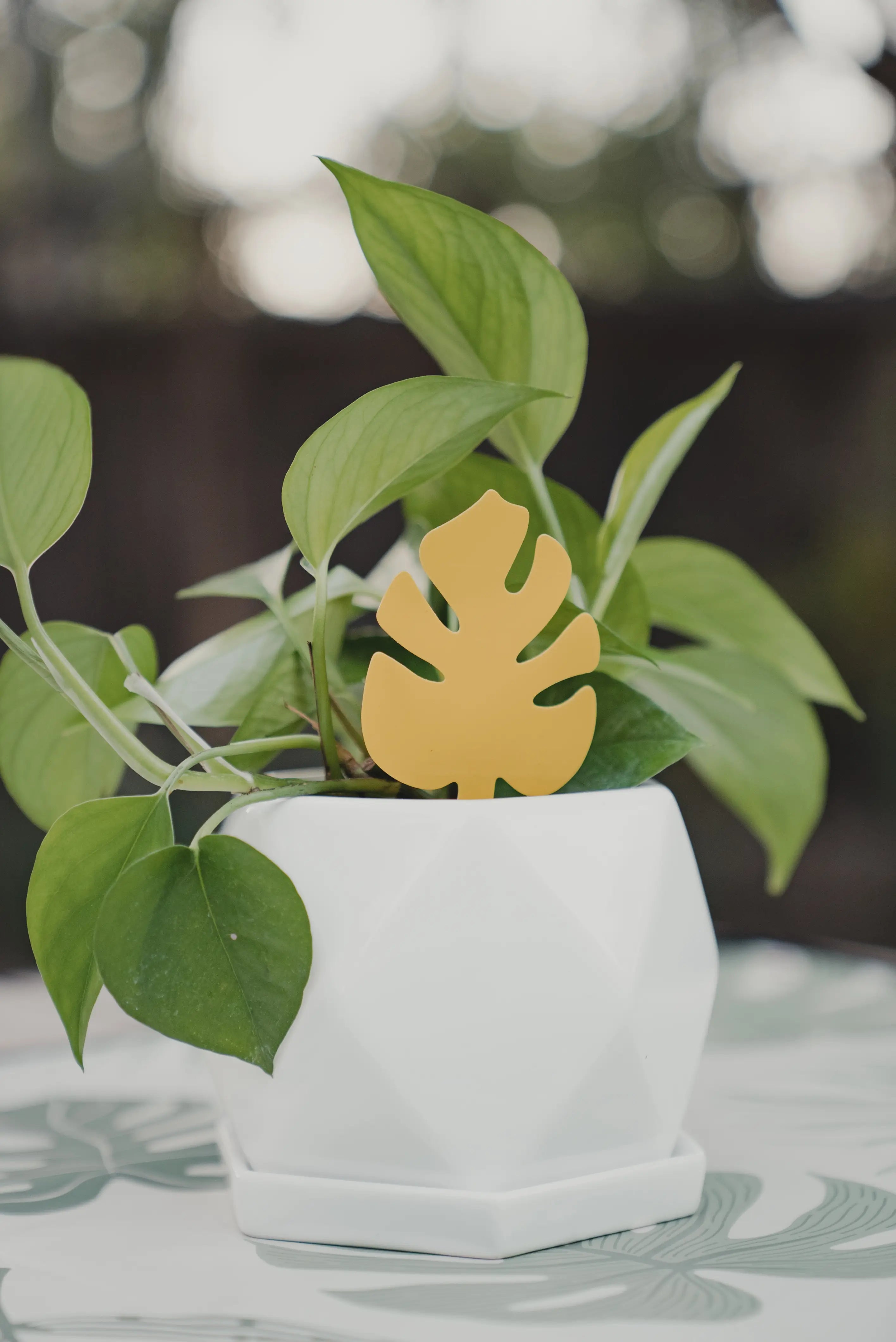 Monstera-Shaped Sticky Traps by Wild Lark