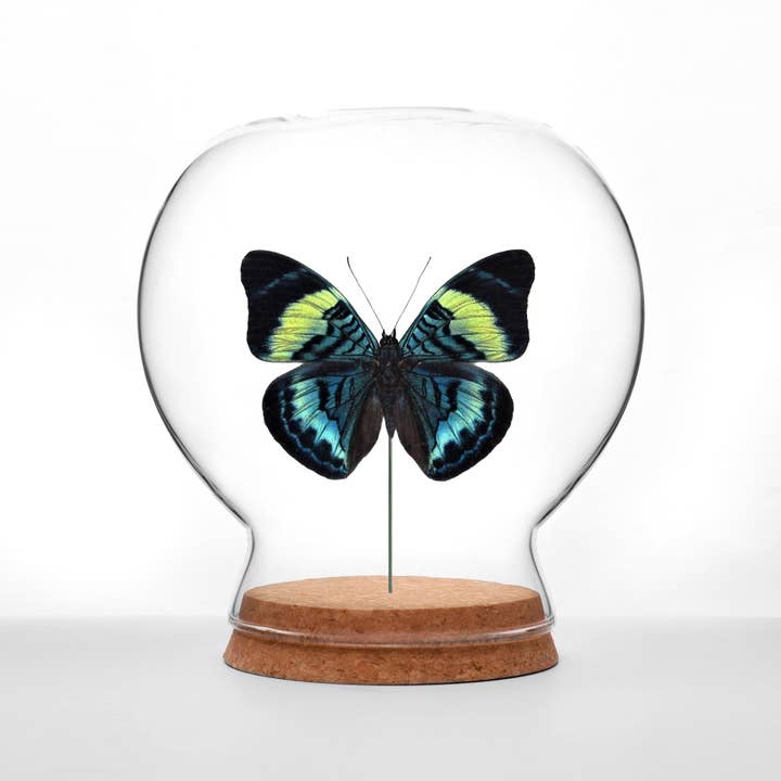 Butterfly Globes