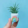 Air Plant + Mini Planter