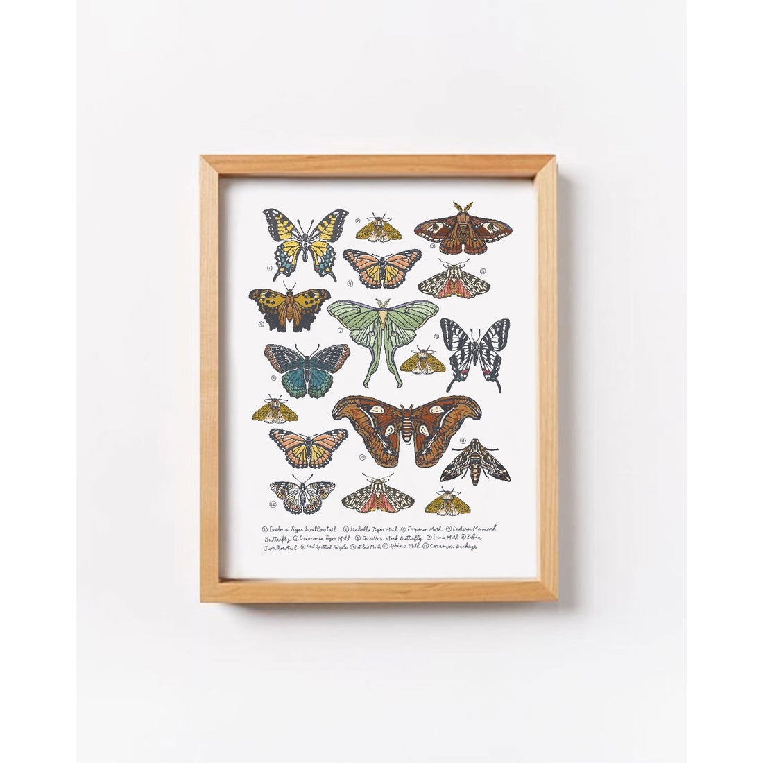 Butterflies + Moths Collection Art Print (8x10)
