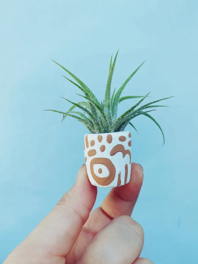 Air Plant + Mini Planter
