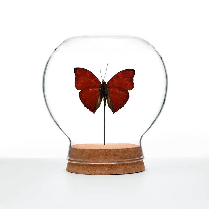 Butterfly Globes