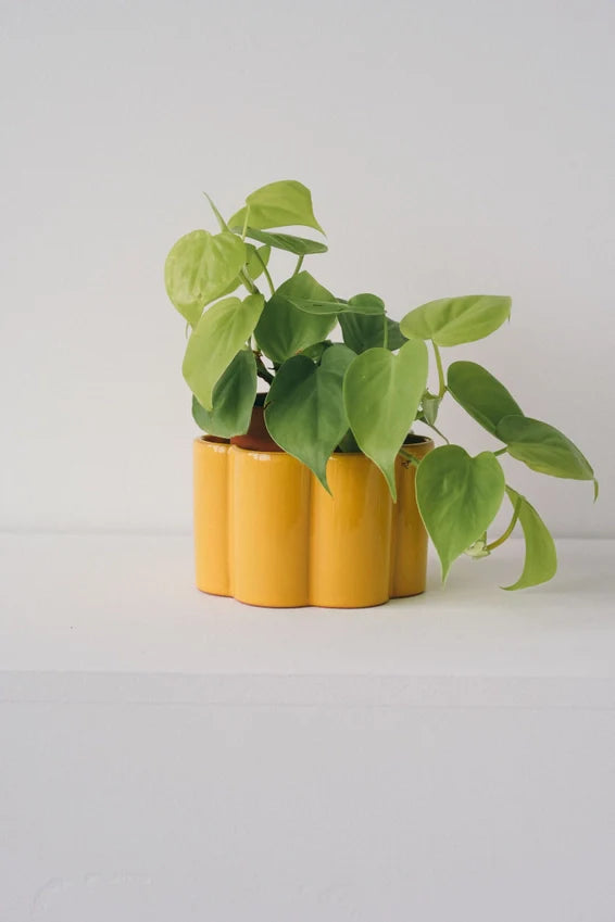 Self-Watering Pot Paula