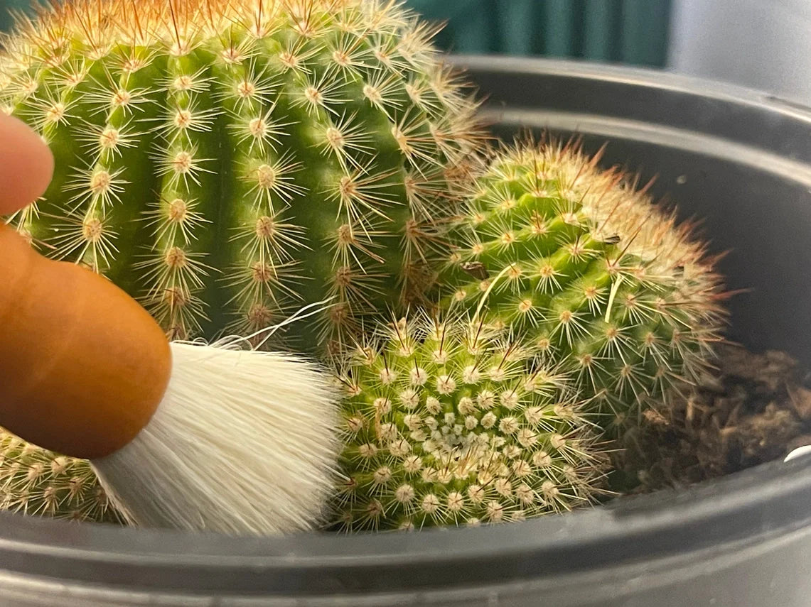 Cactus Dusting Bruss (2 Pack)