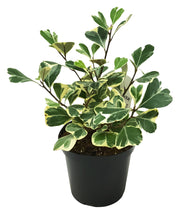Ficus Triangularis (Variegated)