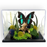 Real Butterfly Diorama - 6x8x6 in