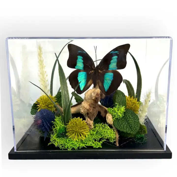 Real Butterfly Diorama - 6x8x6 in