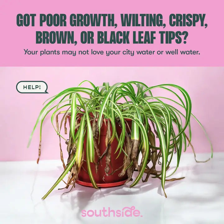 Houseplant Tap Water Conditioner