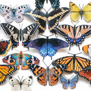 Fine Paper Specimens