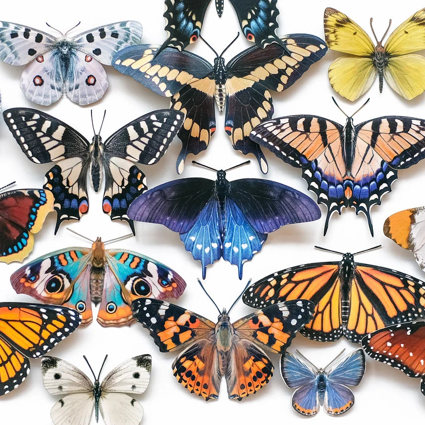 Fine Paper Specimens