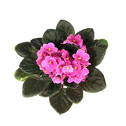 African Violet