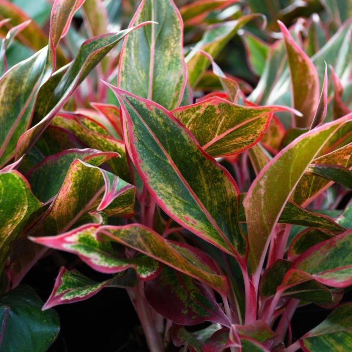 Aglaonema Siam Aurora (Chinese Evergreen)
