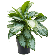 Aglaonema 'Silver Bay' (Chinese Evergreen)