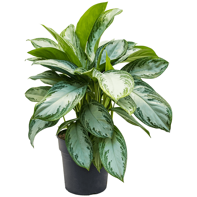 Aglaonema 'Silver Bay' (Chinese Evergreen)