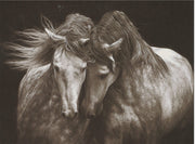 Kindred Spirits Greeting Card -  Blank Card