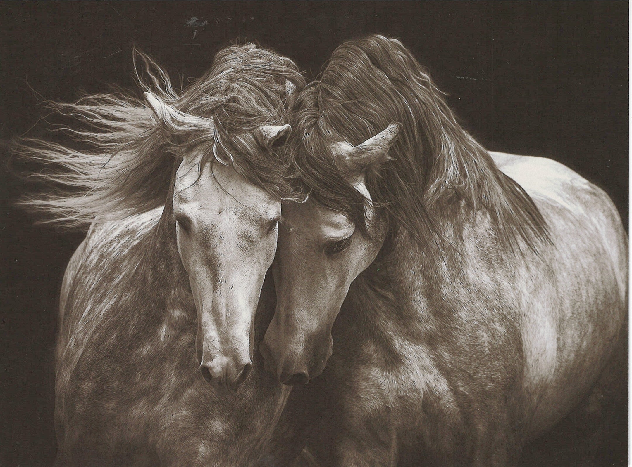 Kindred Spirits Greeting Card -  Blank Card