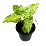 Alocasia 'Blizzard'