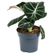 Alocasia "Black Velvet" (Alocasia reginula)