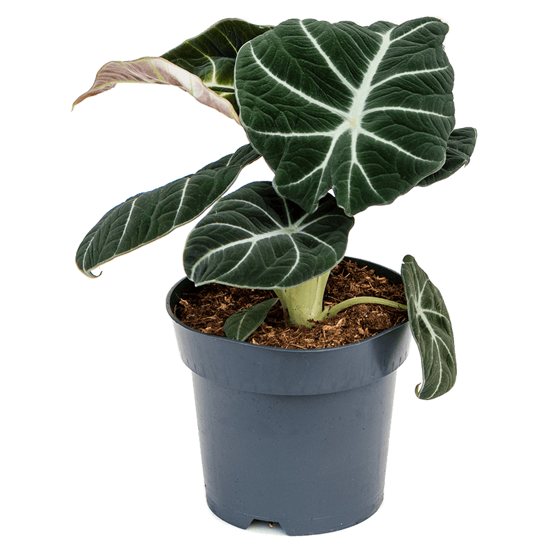 Alocasia "Black Velvet" (Alocasia reginula)