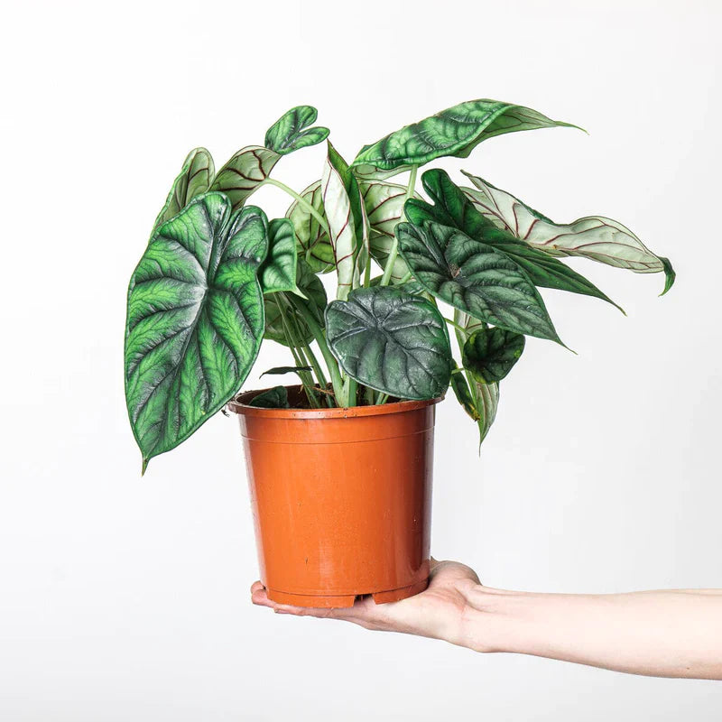 Alocasia "Dragon Scale"