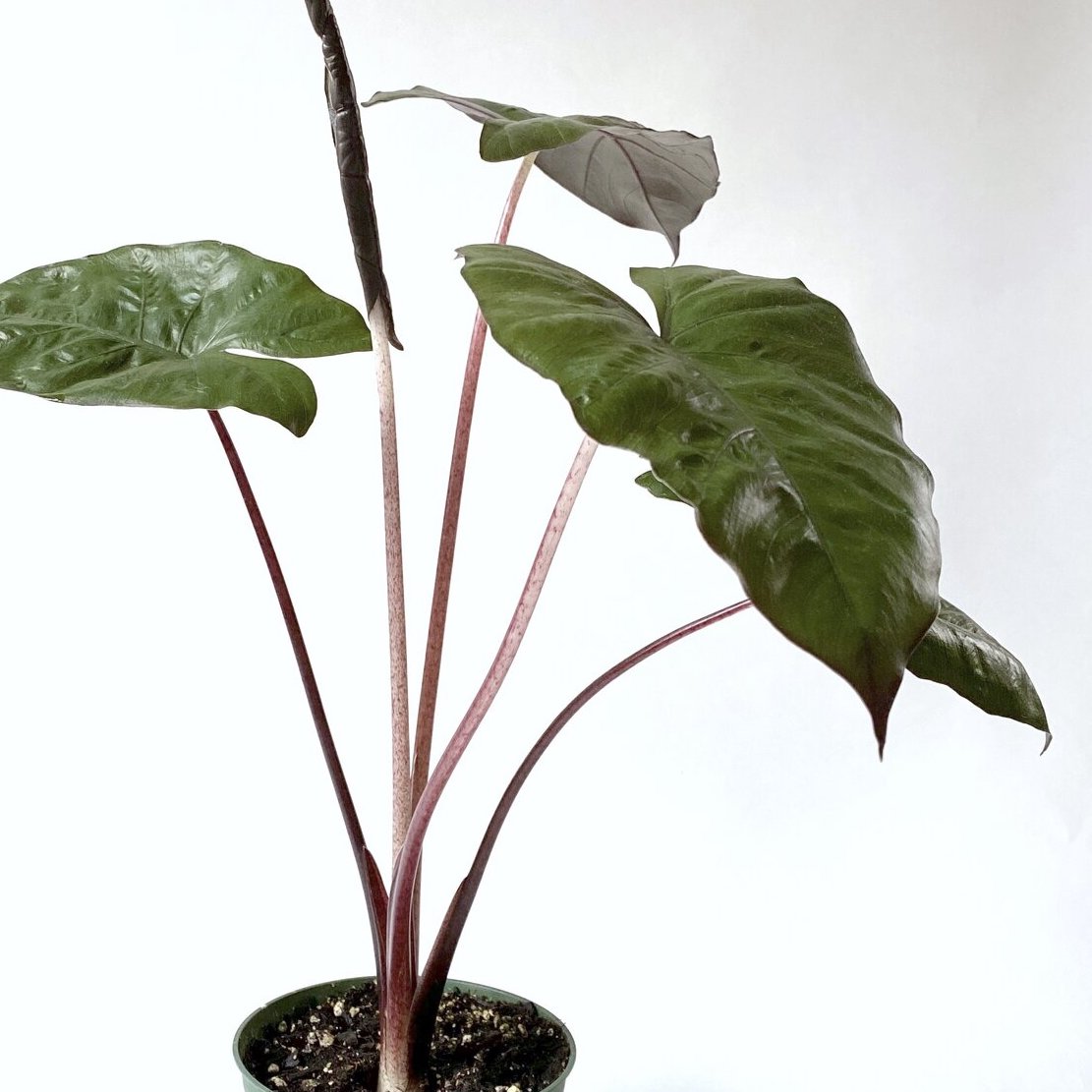 Alocasia "Metal Head" Hybrid