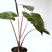 Alocasia "Metal Head" Hybrid