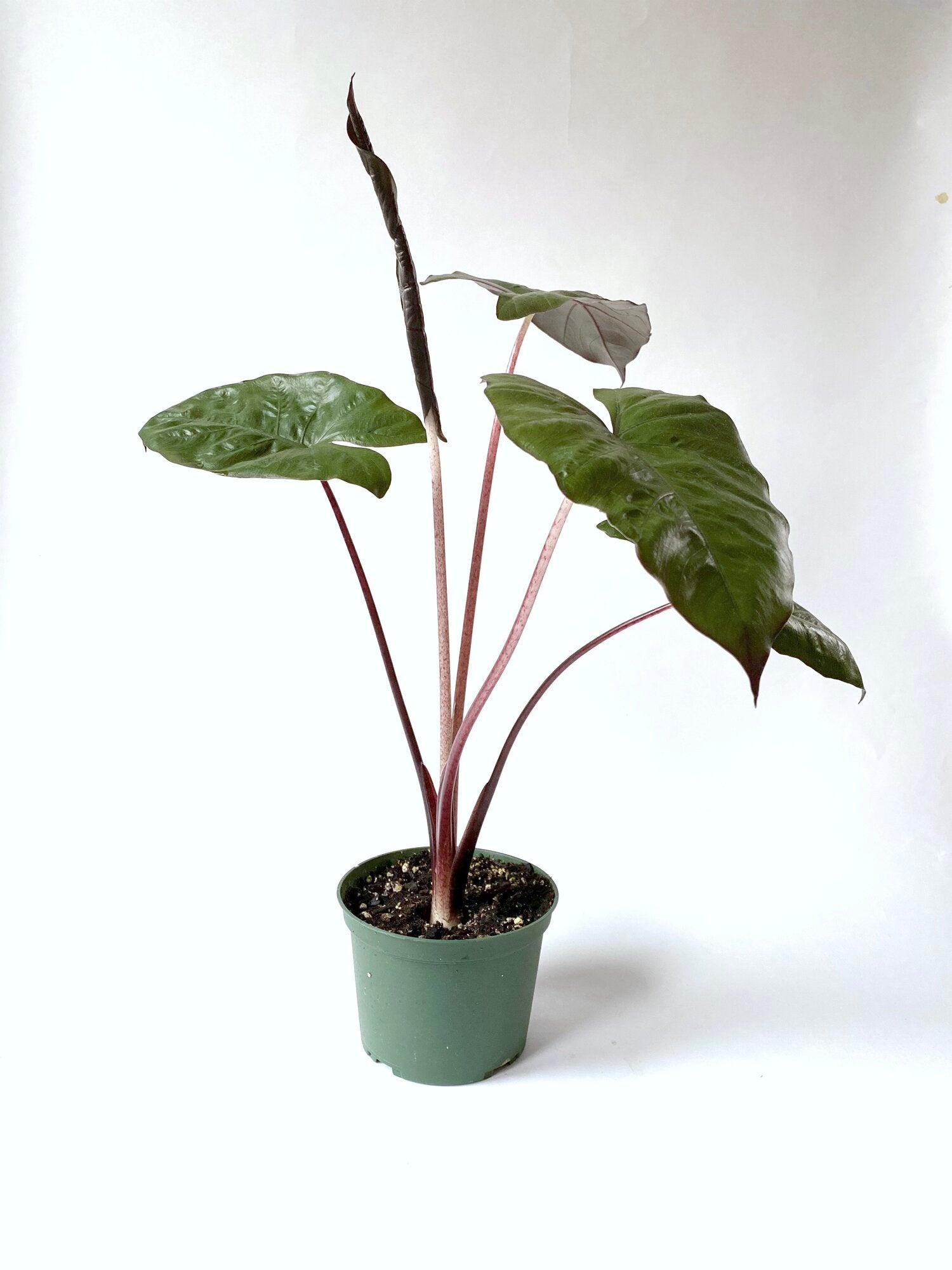 Alocasia "Metal Head" Hybrid