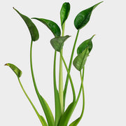 Alocasia "Tiny Dancer" Hybrid