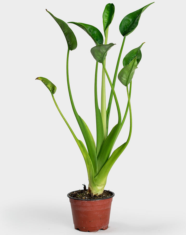 Alocasia "Tiny Dancer" Hybrid