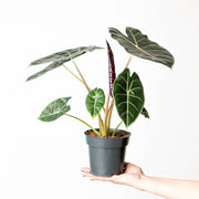 Alocasia "Watsoniana"