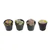 Lithop 'Living Stone'