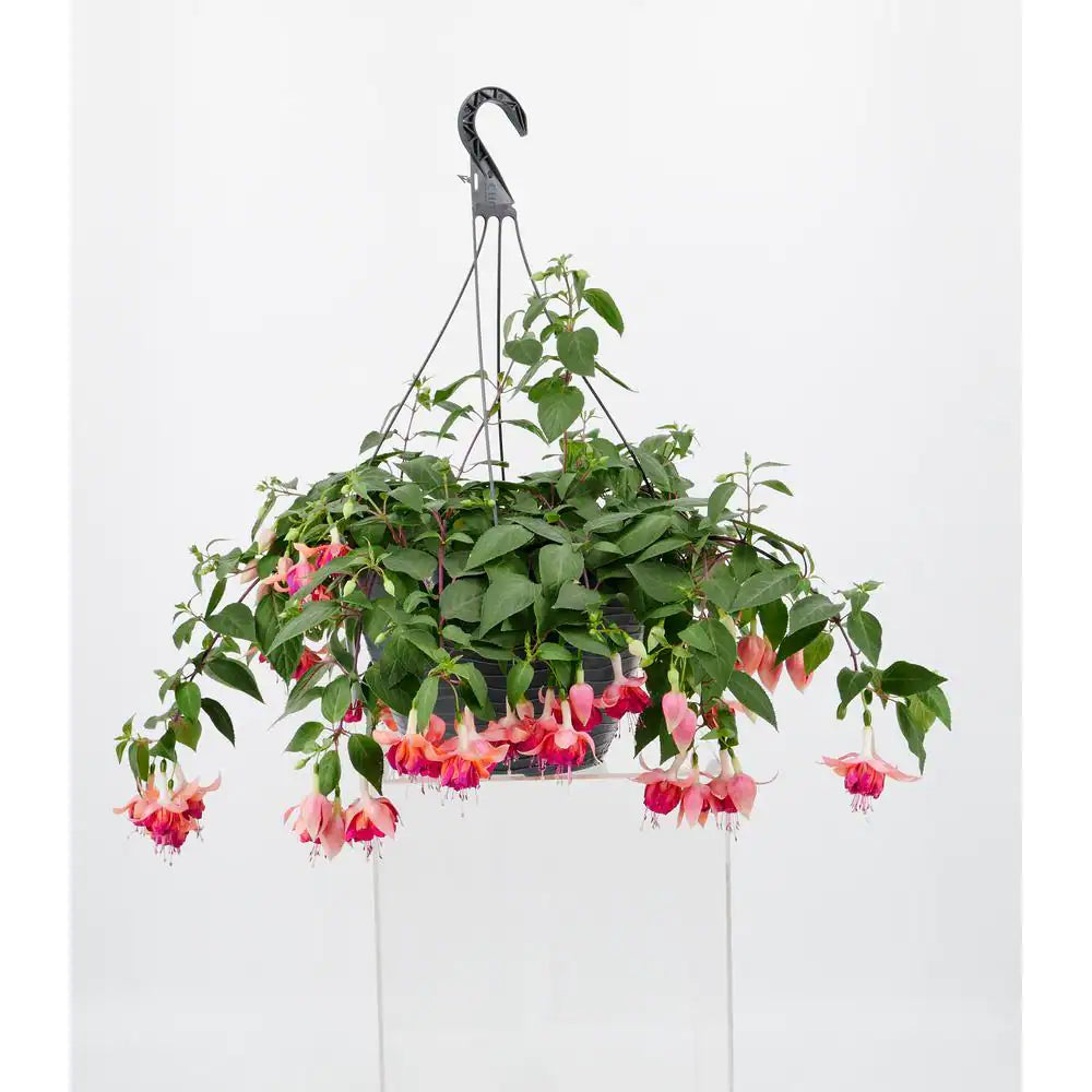 Fuchsia Hanging Basket