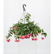 Fuchsia Hanging Basket