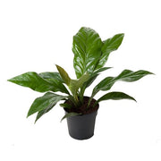 Anthurium "Jungle Bush"