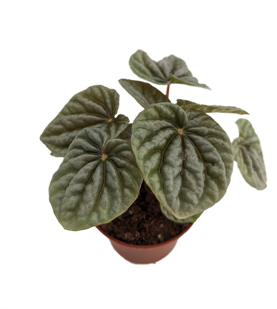 Peperomia "Gray Luna"