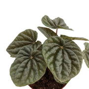 Peperomia "Gray Luna"