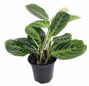 Lemon Prayer Plant (Maranta)