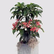 Ardisia 'Christmas Berry'